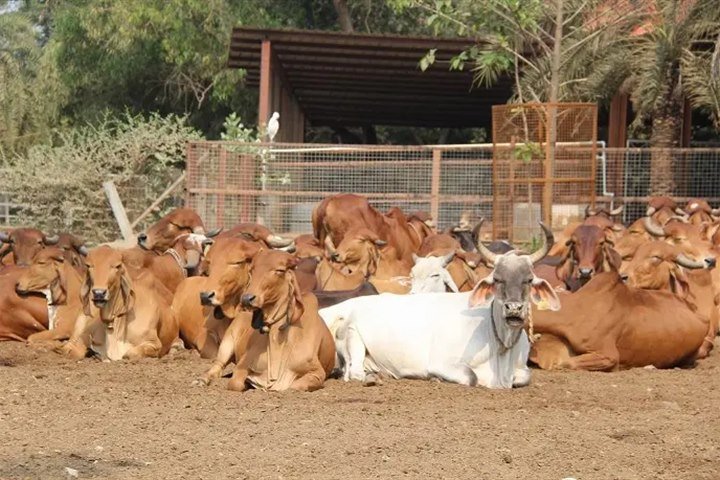 Cattle resting under shelter at a gaushala supported by Kiran Foundation