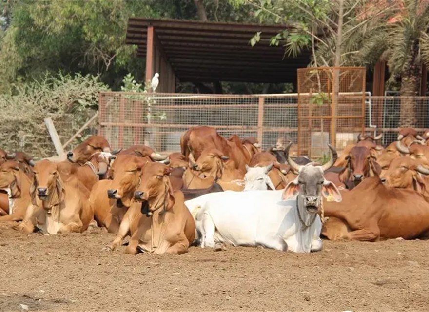 Cattle being cared for at a Kiran Foundation Gau Seva camp